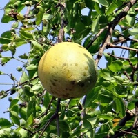 Aegle marmelos